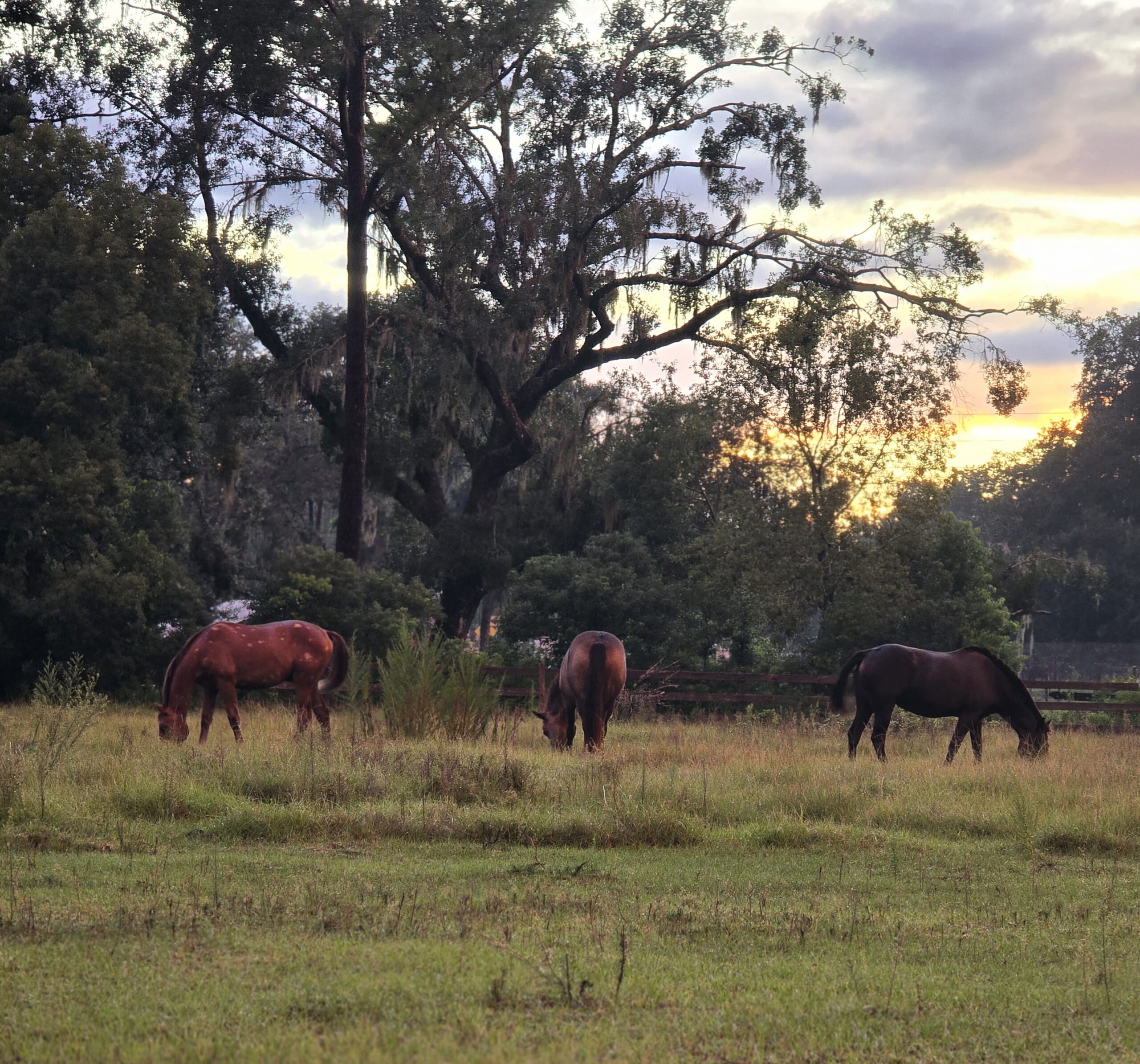 Horse at golden hour