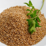 Fenugreek