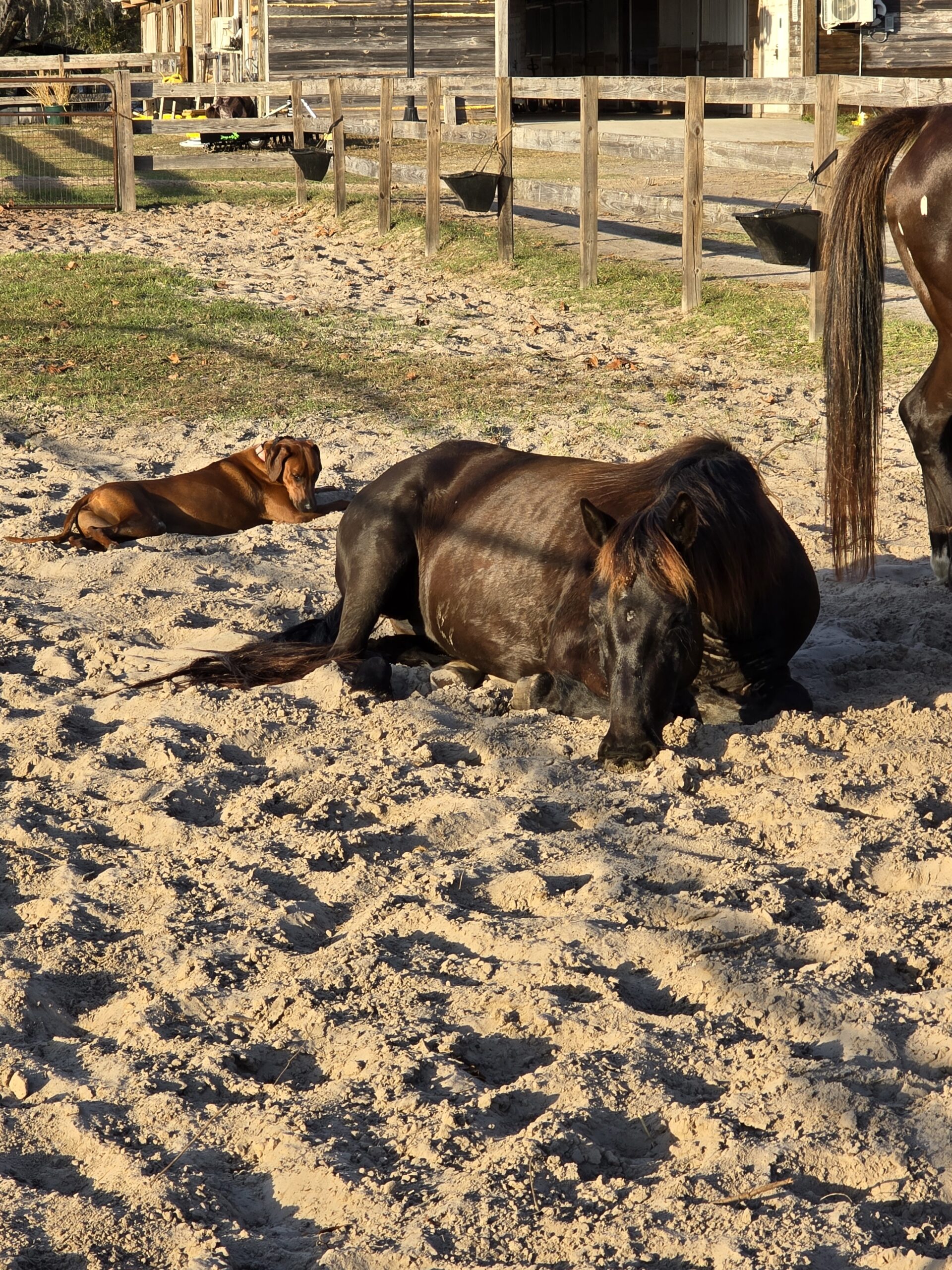 Nandi sleeping in the sand with Lorelei