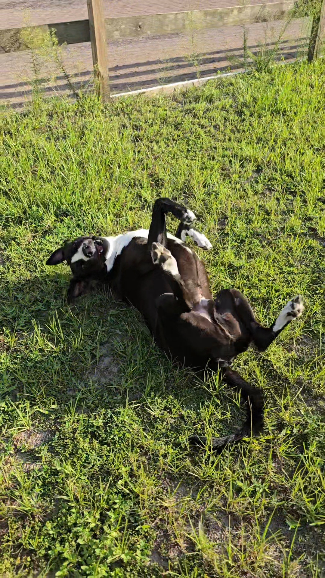 Trooper — Chief Recovery Officer