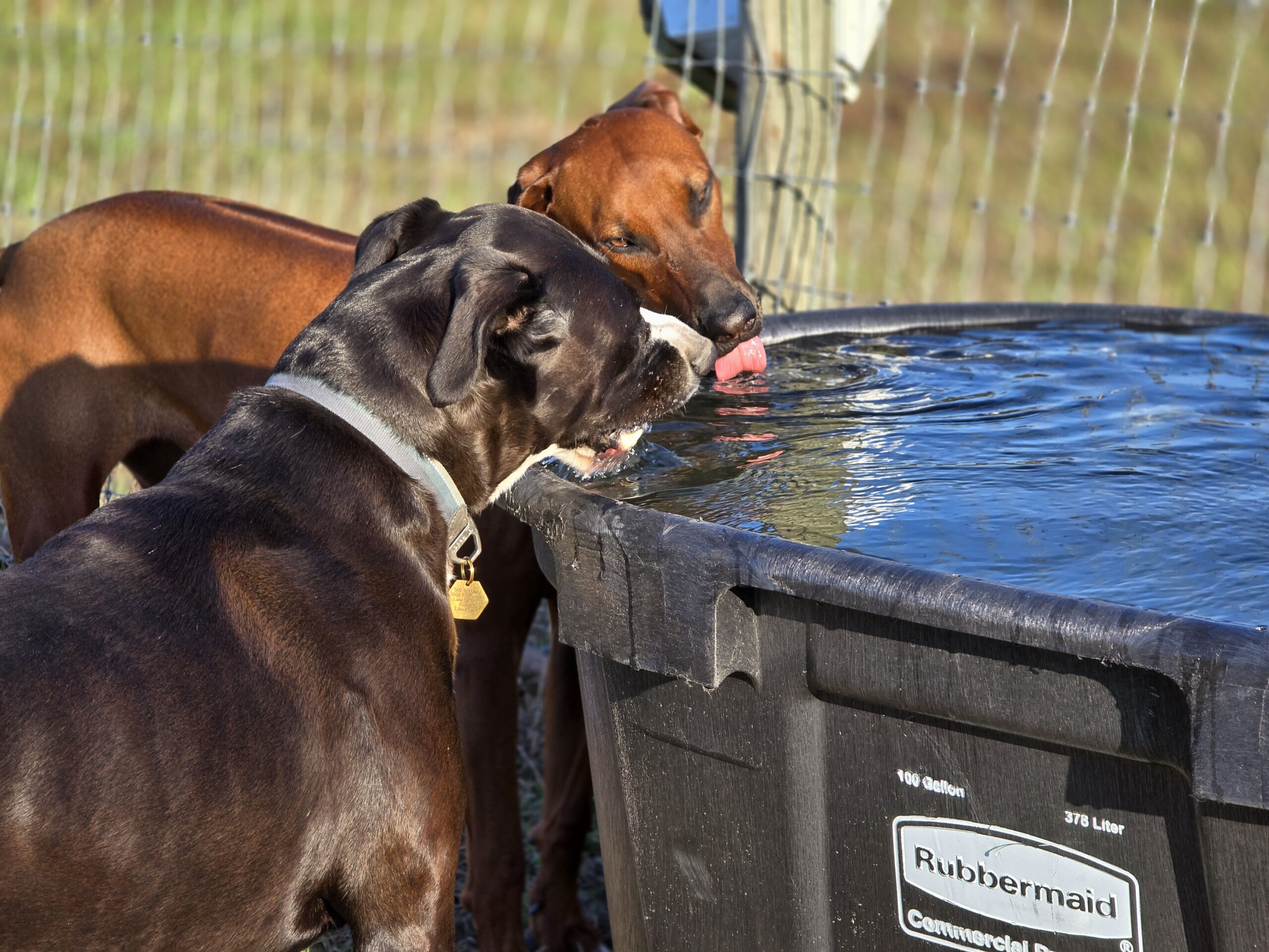 Dogs drinking out of the water trough