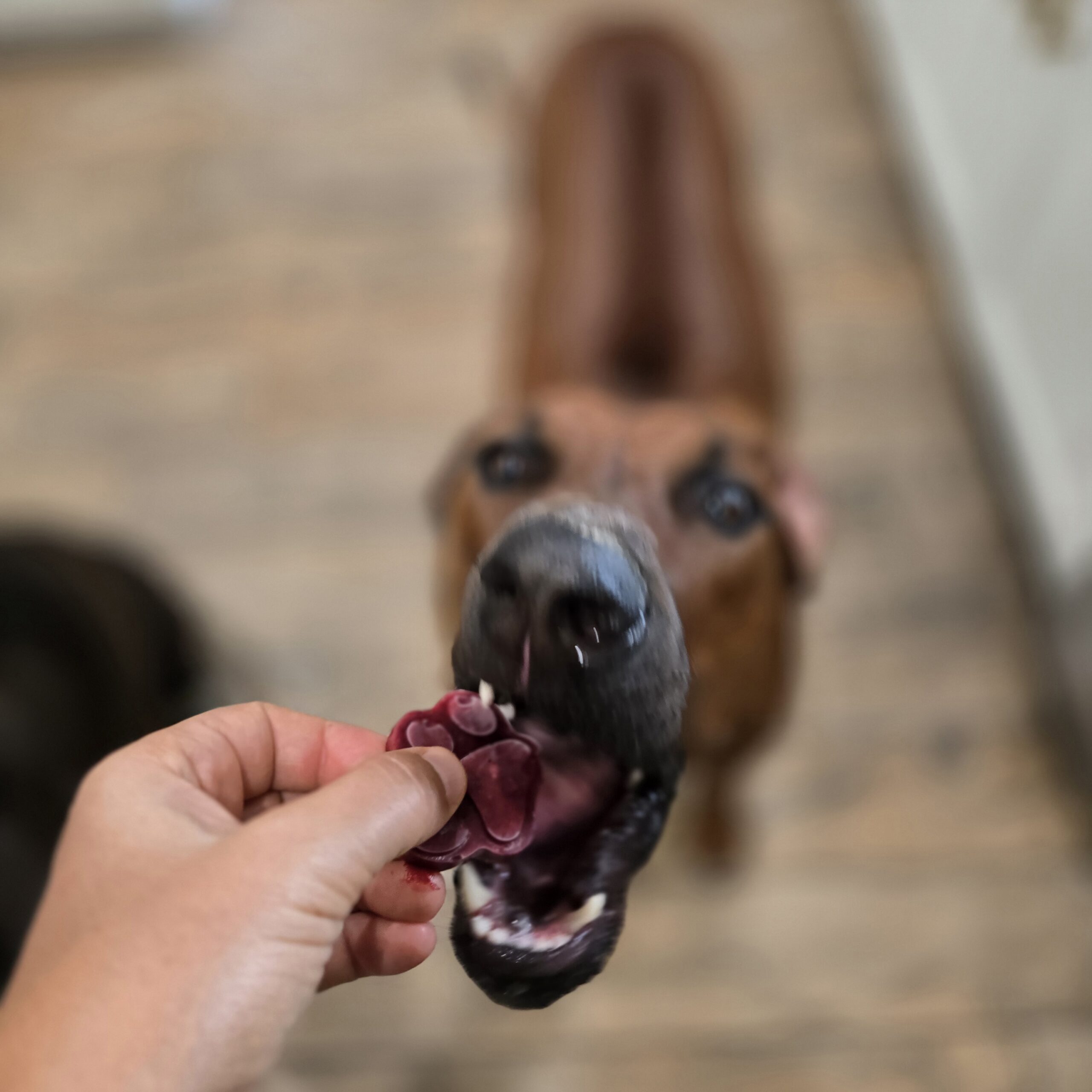 Nandi eating a treat