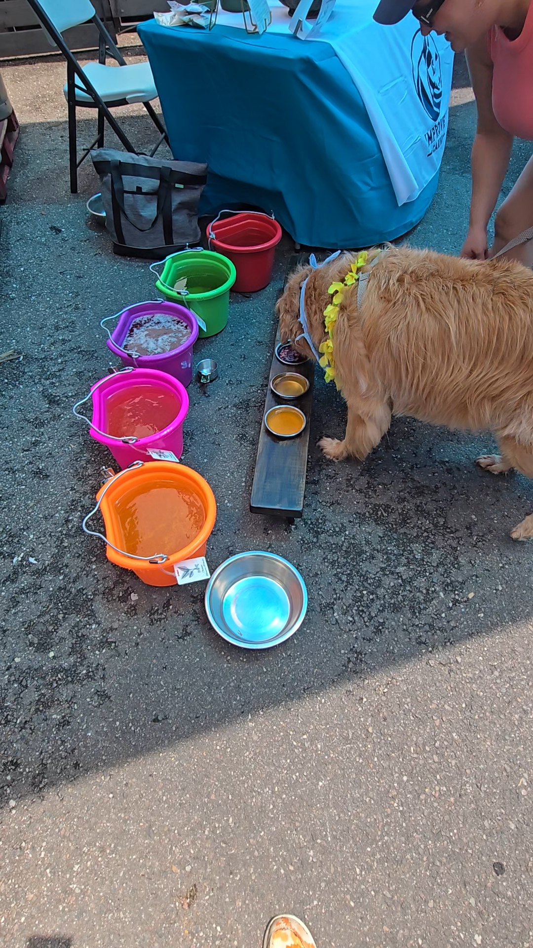 Water buffet for dogs at dog bar