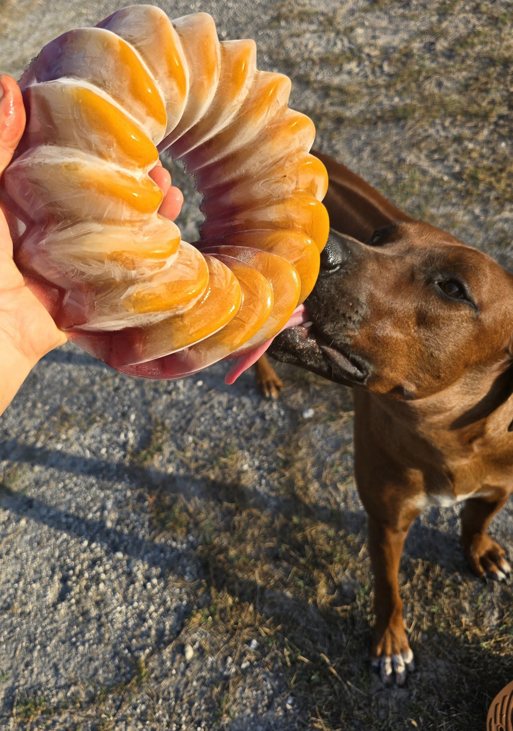 Nandi frozen hanging enrichment treat