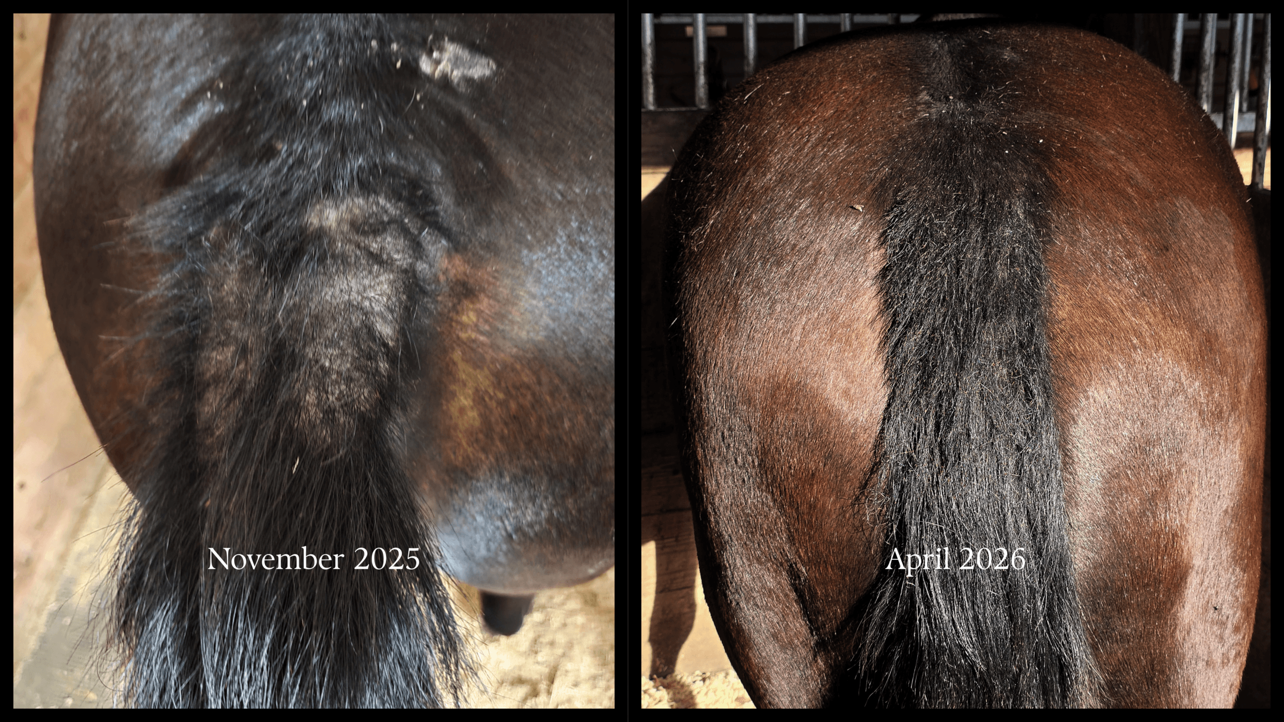 Lorelei before and after — Benchmark MAX allergy and histamine response results