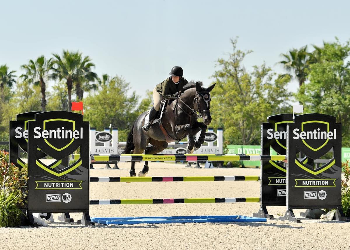 Pauly jumping at a horse show — community competition near Marion County Florida